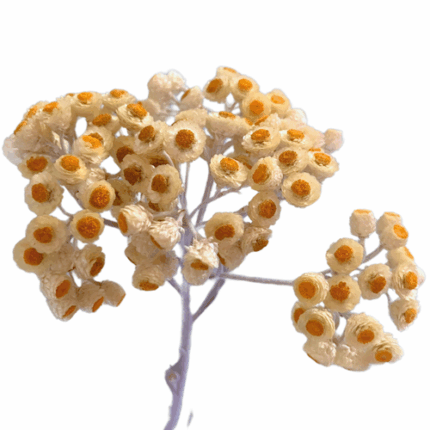 Helichrysum Papermoon Yellow f