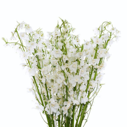 Delph Royal White 80cm fresca
