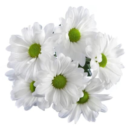 Pom Daisy Alma(White)Platinum
