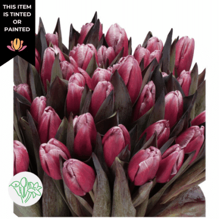 Tulip Dyed Terracotta holl