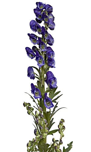 Monkshood 85cm holl