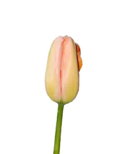 Tulip French Salmon holl