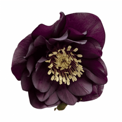 Helleborus Dbl Ellen Purple ch