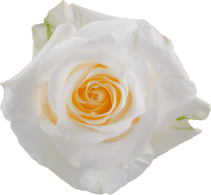Rose Creme DeLa Creme 50cm rpr