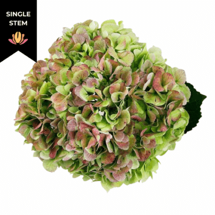 Hydrangea Antique Green bella(st)
