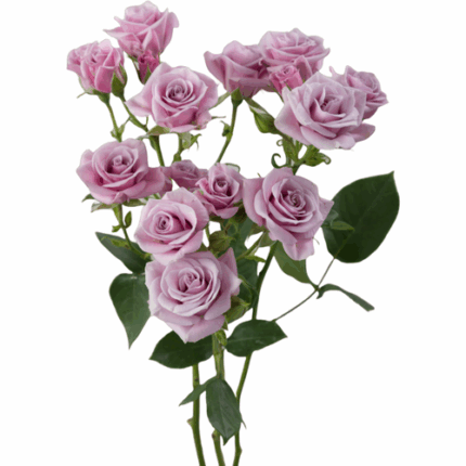 RoseSpray Brilliant Star Sagit - SR BRI ST SAG TESSA