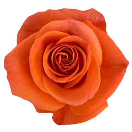 Rose Carnelian 40cm Florecal
