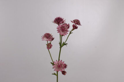 Astrantia Major Blush holl