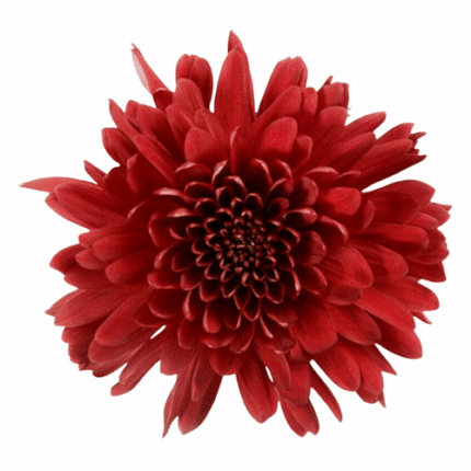 Mum Cremon Red Tornado multiflora