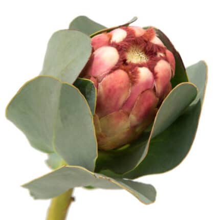 Protea Grandiceps holex(STEM)