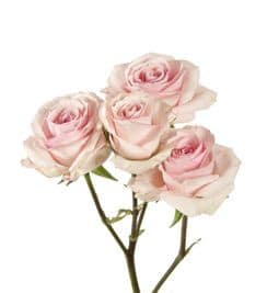 RoseSpray StarBlush much