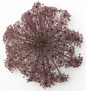 Lace Chocolate grvalley