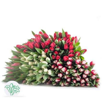 Tulip Vday Asst(16case)holl