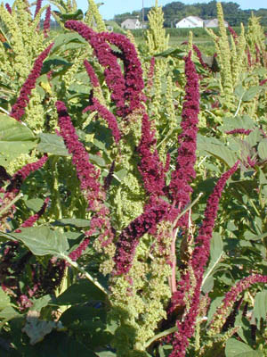 Amaranthus Jester cramer