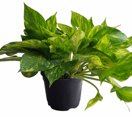 6" POTTED POTHO