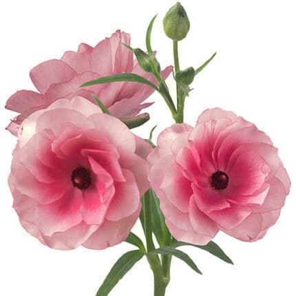Ranunculus Butterfly Hera chil