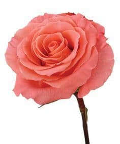 Rose Amsterdam 40cm rio