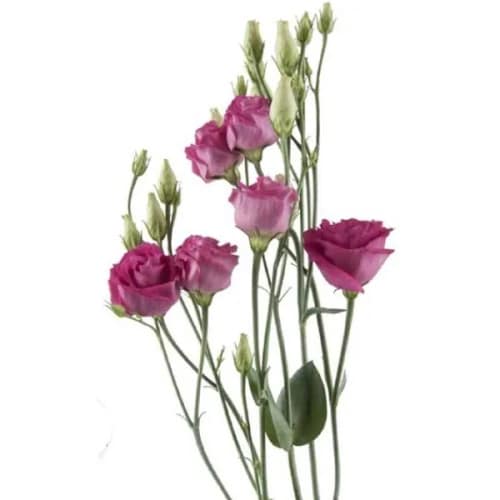 fbeaec8c-a11b-44b0-8c98-ae4e29062fd4.jpg Lisianthus Dbl Raspberry fl bo - Image 1