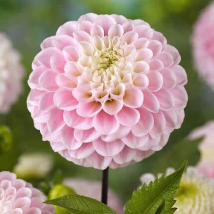 Dahlia Ball Light Wizard holl