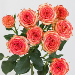 RoseSpray Creme/Coral esmer