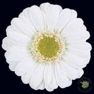 Germini Albino holl(30st)