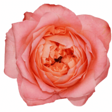Rose Dragonfly 50cm holex