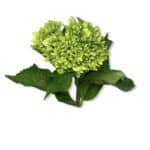 Hydra. MiniGreen cont fl