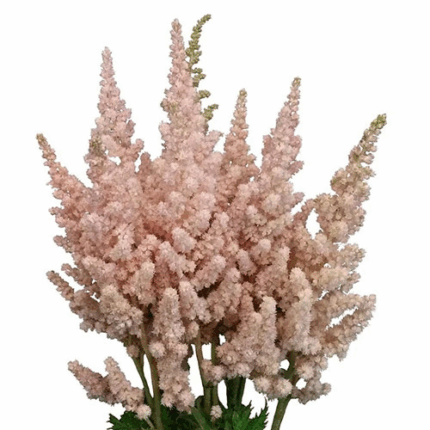 Astilbe Blush holl