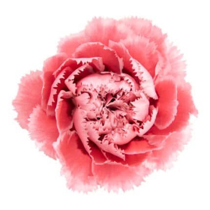Carn Sel. Nobbio Pink Gelato holex