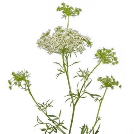 Lace Queen Of Africa esmeralda - LAC QUE AFRICA SUPX