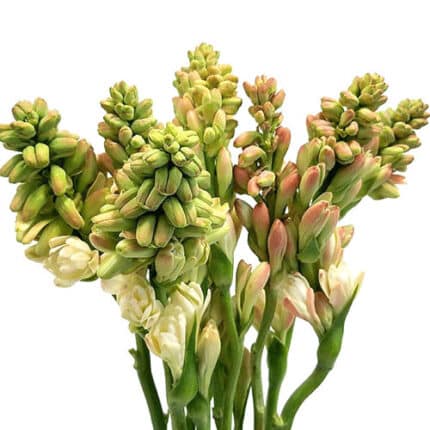 Tuberose amerilink