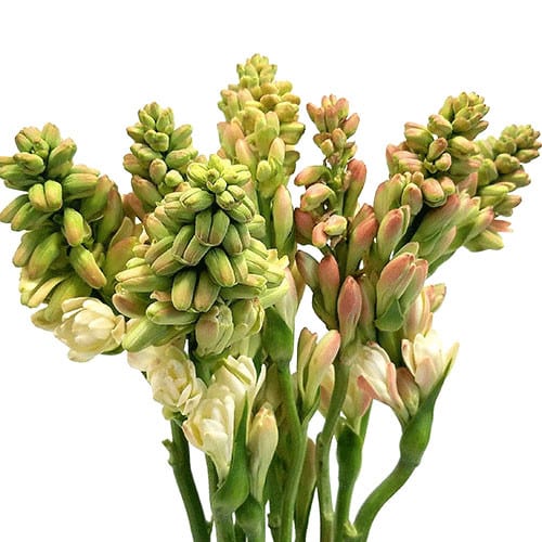 fc2d1a1b-a66d-4cfc-a671-d3210f687934.jpg Tuberose amerilink - Image 1