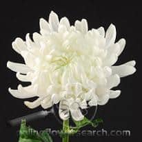 MUMS white continental