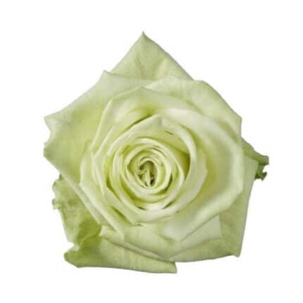 Rose GreenTea 50cm priv coll rio