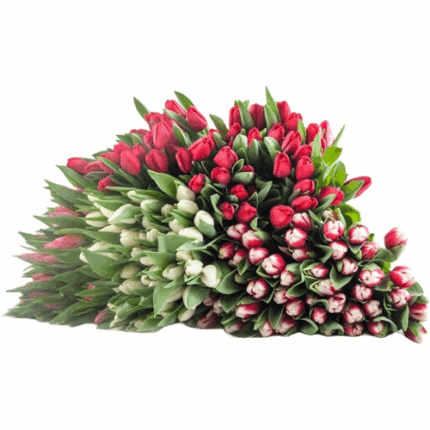 Tulip Asst Dmaster(12cs)holl