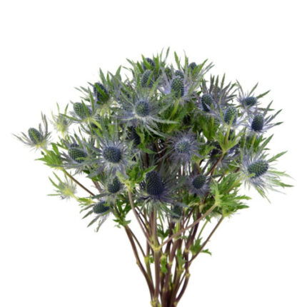 Eryngium Blue Lagoon 60cm fres - ERY BLU LAG 60 FRESCA
