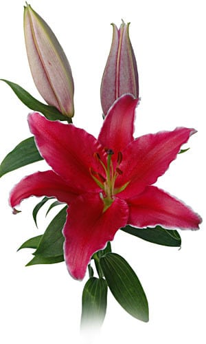 Indian summerset lily esm(pink