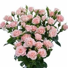 RoseSpray Madame Bombastic hol