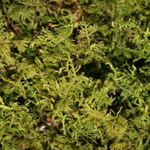 MOSS grn tree Mr big