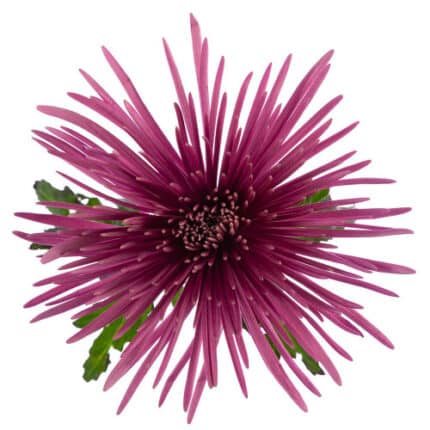 Mum Delistar Purple sole -