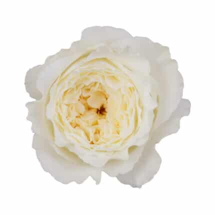 Rose Patience gdn  holex(12)