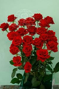 RoseSpray ScarletMimi sole