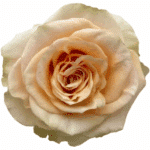 Rose Pearl Finesse 60cm toscan - Image 2