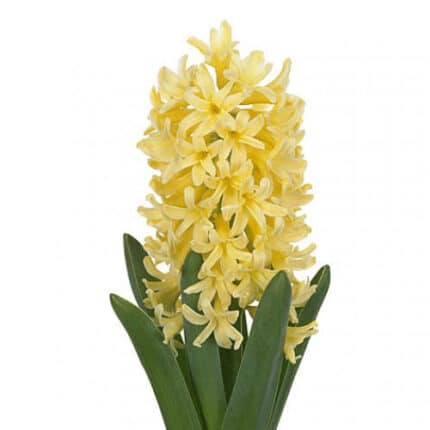 Hyacinth Yellow holl