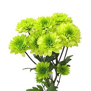 Pom Cushion Lime bmark