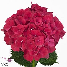 Hydrangea Magical Ruby Red boe