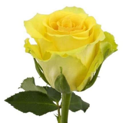Rose Idole 60cm ecuanros