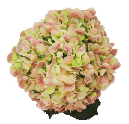 Hydrangea Ant. Green cont(STEM
