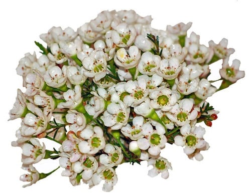 fc8d2484-d8fe-4bf3-8ef7-5956936c804d.jpg Waxflower Hybrid White fl unio - Image 1