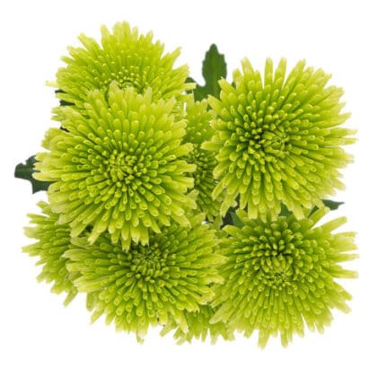 Mum Disbud Button Alemani Gree